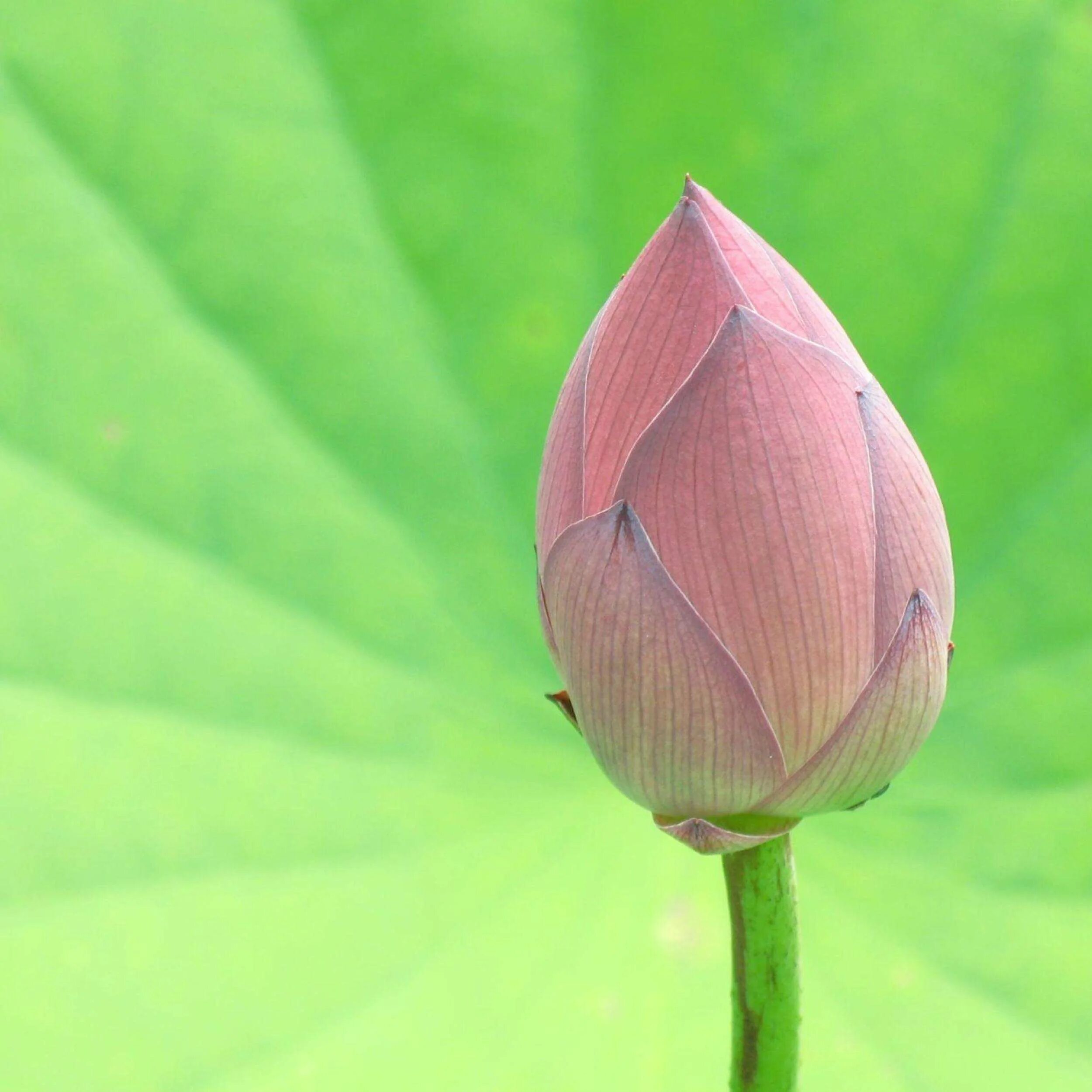 Нераспустившийся цветок лотоса. Лотос орехоносный бутон. Лотос четырехлистный. Лотус цветок бутон.