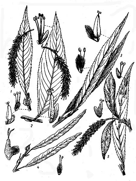 Семейство ивовые формула цветка. Salix bebbiana. Ива ушастая. Salix caprea. Ива белая плоды.