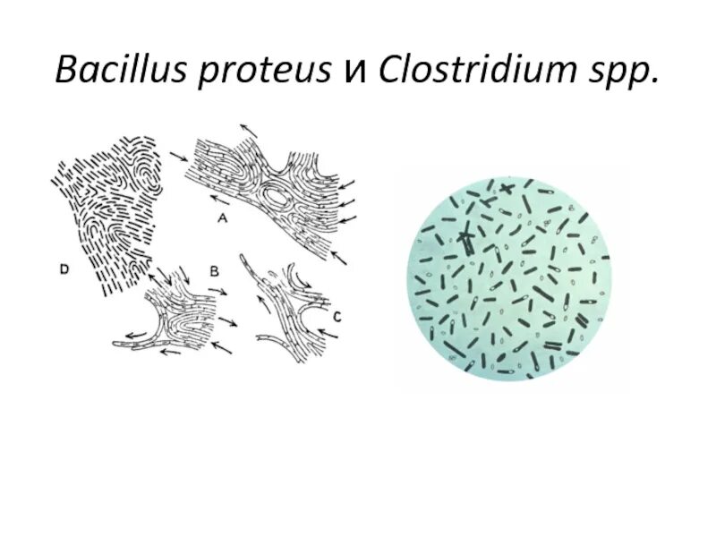 Палочковидные бактерии бациллы клостридии. Бациллус клостридиум. Clostridium pasteurianum микроскоп.