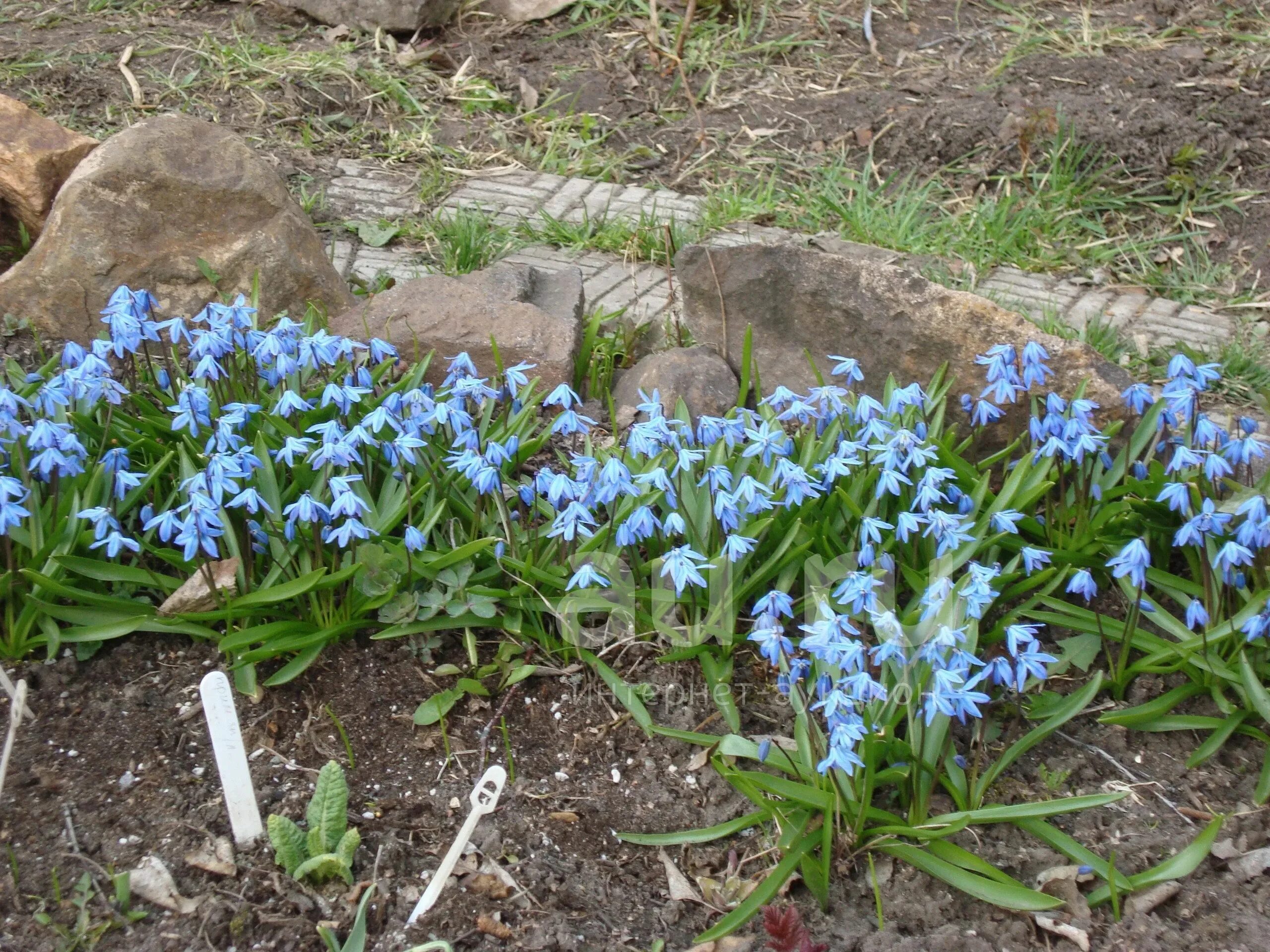 луковичные многолетники первоцветы. весенние луковичные первоцветы. фото садовых первоцветов. луковичные первоцветы. пушкиния пролесковидная.
