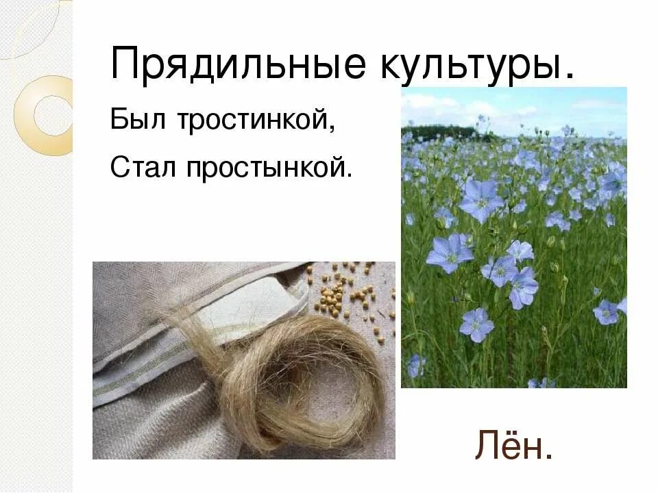 Какая культура относится к прядильным. Прядильные культуры хлопчатник и лен. Лен Прядильная культура. Лен прядильное растение. Культурные растения прядильные лен.