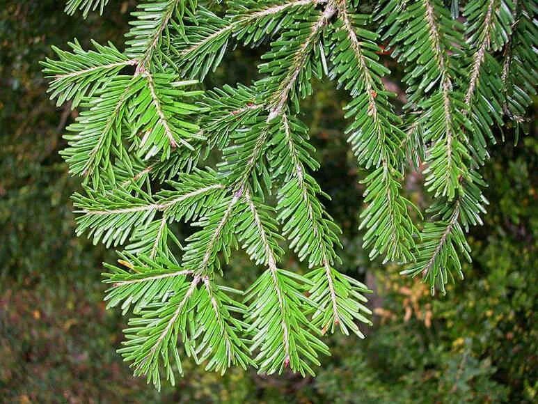 Хвойный лес пихта ель. Как называется дерево ель. Ель сибирская picea obovata. Как называется дерево ель. Пихта канадская спрус.