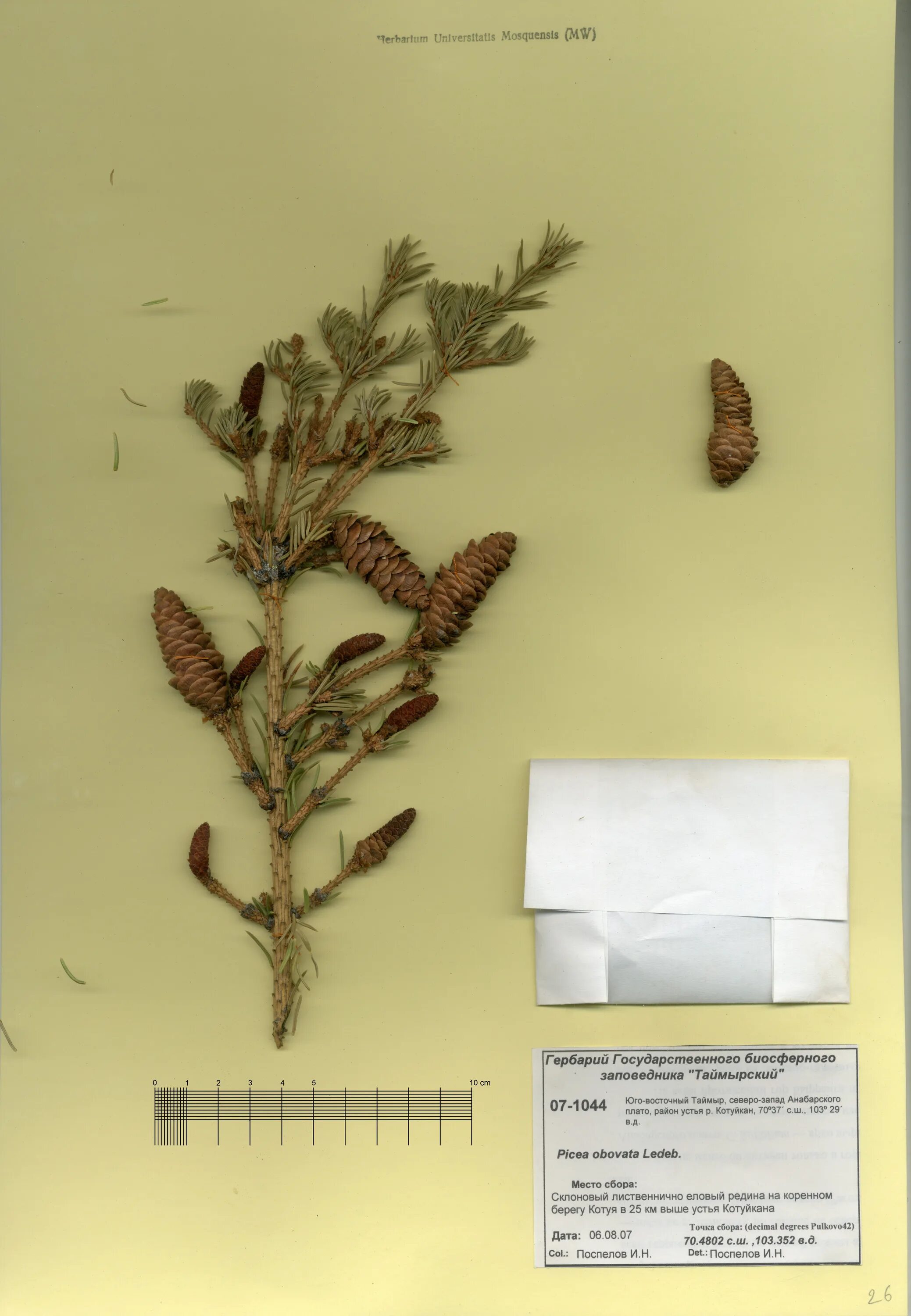 сосна обыкновенная гербарий. сосна обыкновенная pinus sylvestris гербарий. почки сосны обыкновенной гербарий.
