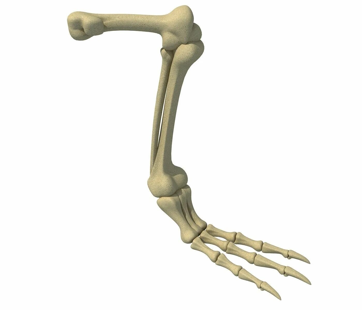Рассмотрите задние конечности птиц большинство костей стопы. Скелет ноги. Кости ног птиц. Скелет ноги птицы. Кости ног 3д модель.
