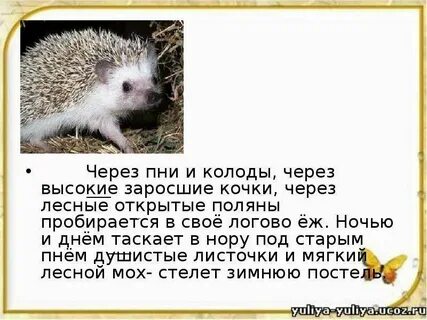 Как пишется слово заросли