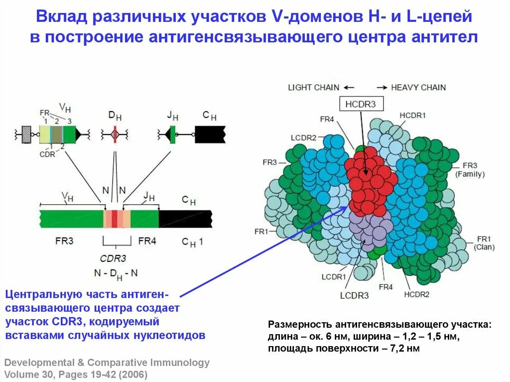 Клональная селекция в-лимфоцитов. Антигенсвязывающий участок. Структура антигенсвязывающего центра. Домены антител иммунология. Домены антител