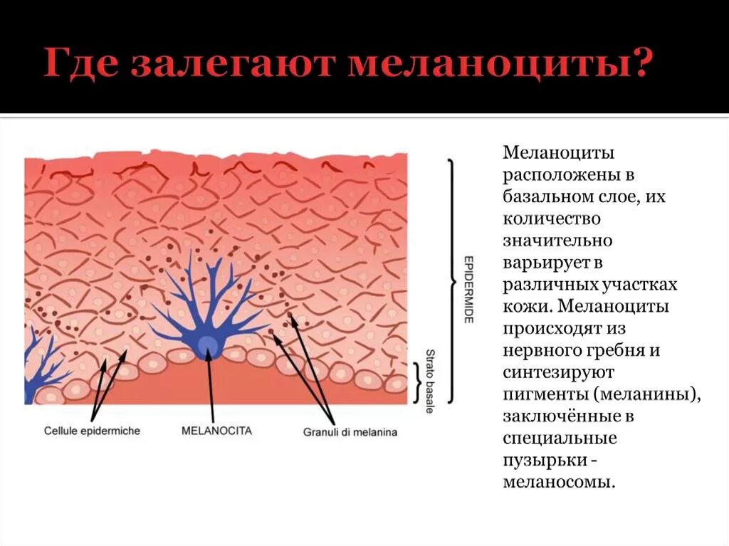 Пигмент кожи меланин находится. Меланоциты эпидермиса кожи. Меланоциты эпидермиса кожи находятся. Меланоциты находятся в эпидермисе.