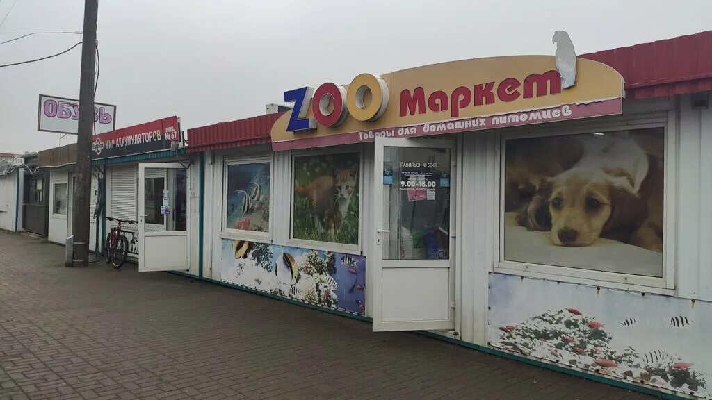 Солигорск животных. Кот и пес димитровград потеряшки. Потеряшки рязань животные кошки и собаки рязань. Солигорск животных. Солигорск животных.