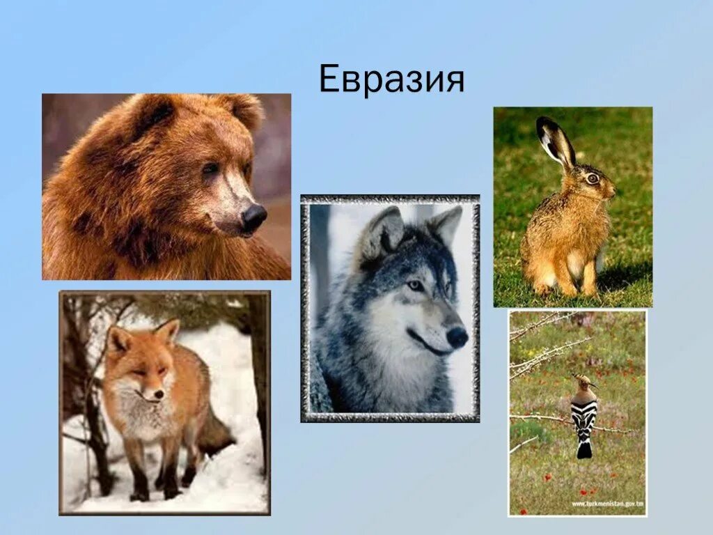 2 животных из евразии. Животные Евразии. Животные материка Евразия. Животные и растения Евразии. Животные проживающие в Евразии.