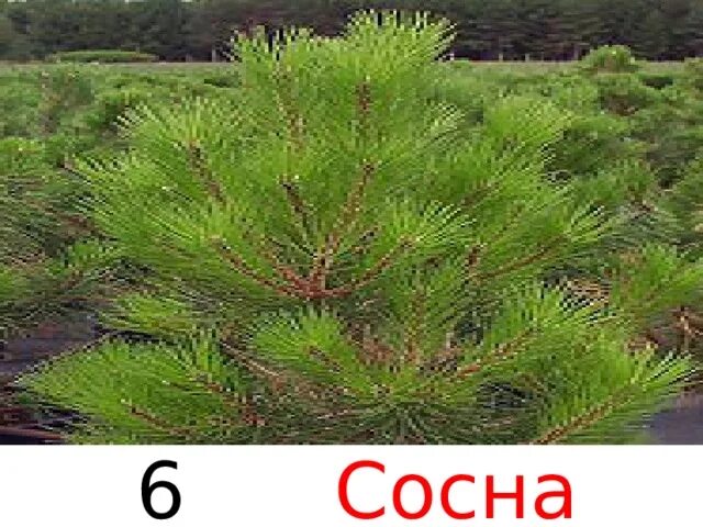 Хвойная 6. Сосна 6. Сосна 6 метров. Сосна 6 месяцев.