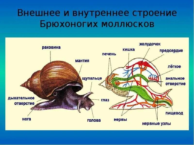 Биология брюхоногих моллюсков. Внутренняя система брюхоногие моллюски. Внутреннее строение брюхоногого моллюска. Тип моллюски класс брюхоногие моллюски строение. Мнещне строение брюхорогого иоллюсеа.