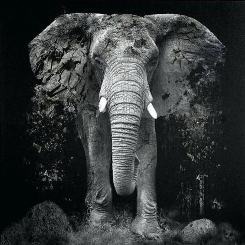 Слон на заставку телефона. Слоны. Слон на черном фоне. Картина слон. Слон серый.