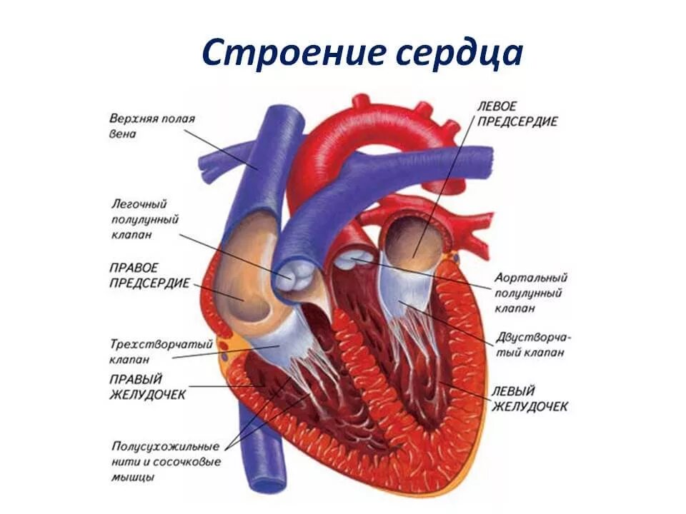 Строение сердца человека система кровообращения. Строение сердца схема. Сердце схема строения анатомия. Строение сердца рис 35. Особенности предсердия