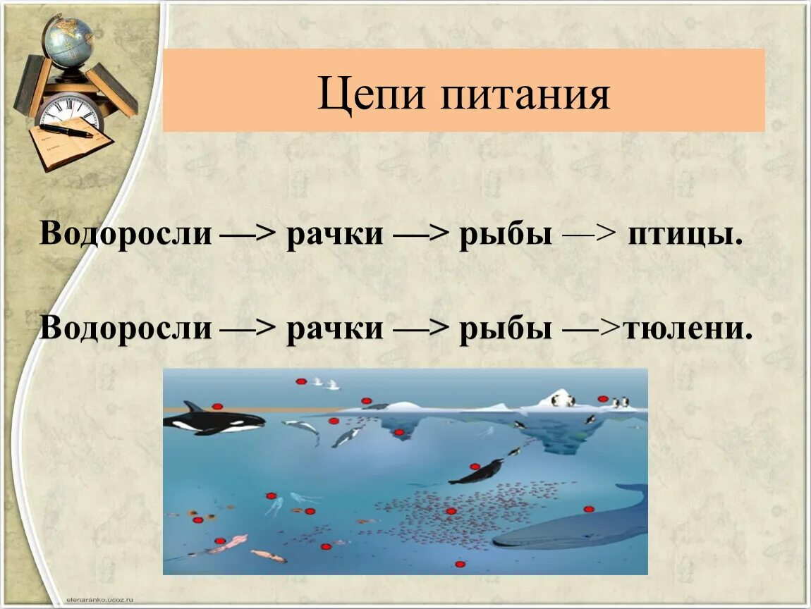 Схема цепи питания пустыни. Цепочка питания водоросли рачки. Цепь питания водоросли рачки рыбы. Водоросли - рачки - рыбы - птицы. Пищевая цепочка рыб.