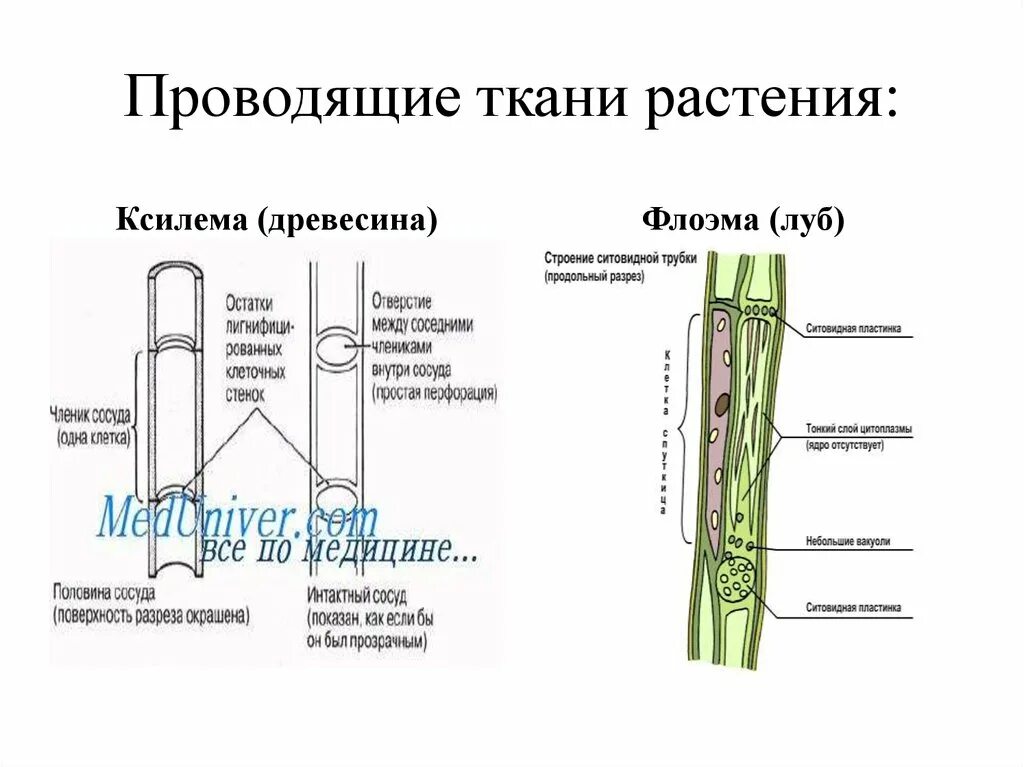 Клетки ксилемы живые. Схема проводящей ткани растений. Ситовидные клетки проводящей ткани. Строение ксилемы и флоэмы. Ксилема и флоэма это ткани.