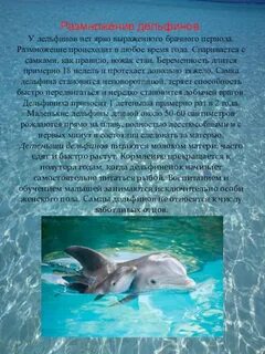 Биология 8 класс с дельфином