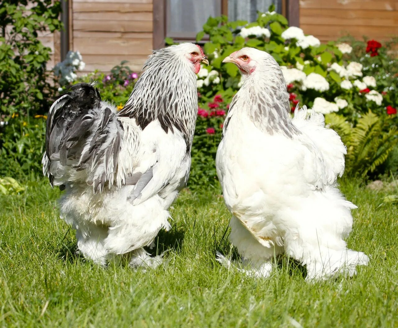 Породы кур брама отзывы. Брама светлая колумбийская. Брама палевая колумбийская. Брама голубокуропатчатая. Куры Брама колумбийская.