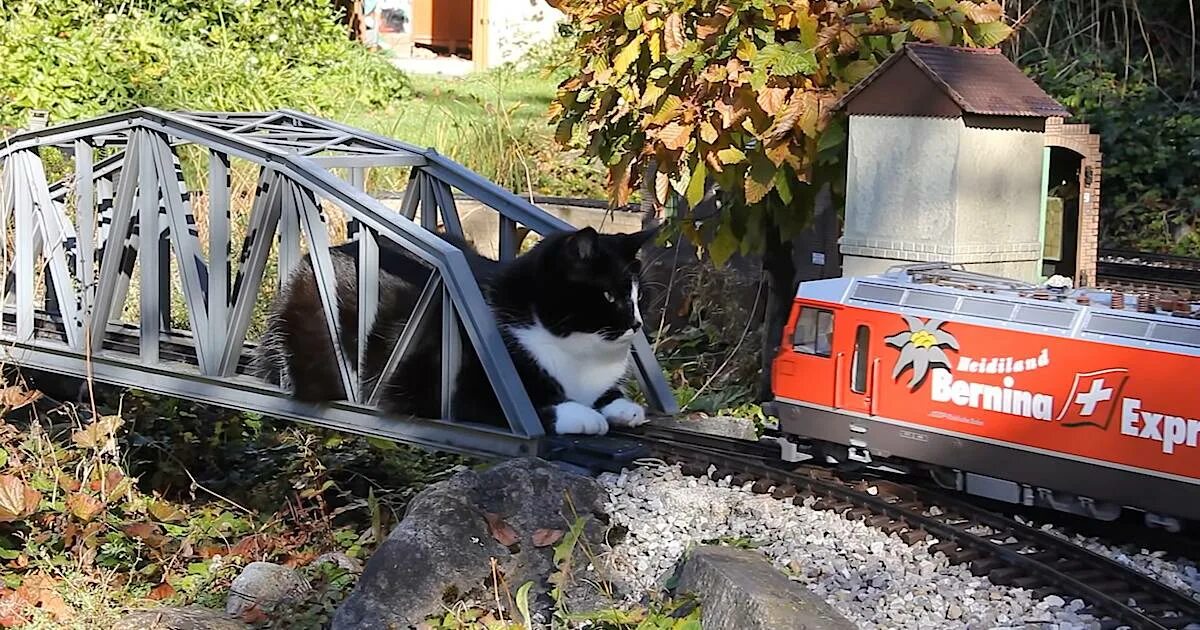 Кот железная дорога. Кошачья железная дорога. Кот в поезде. Кот на железной дороге. Кот по рельсам.