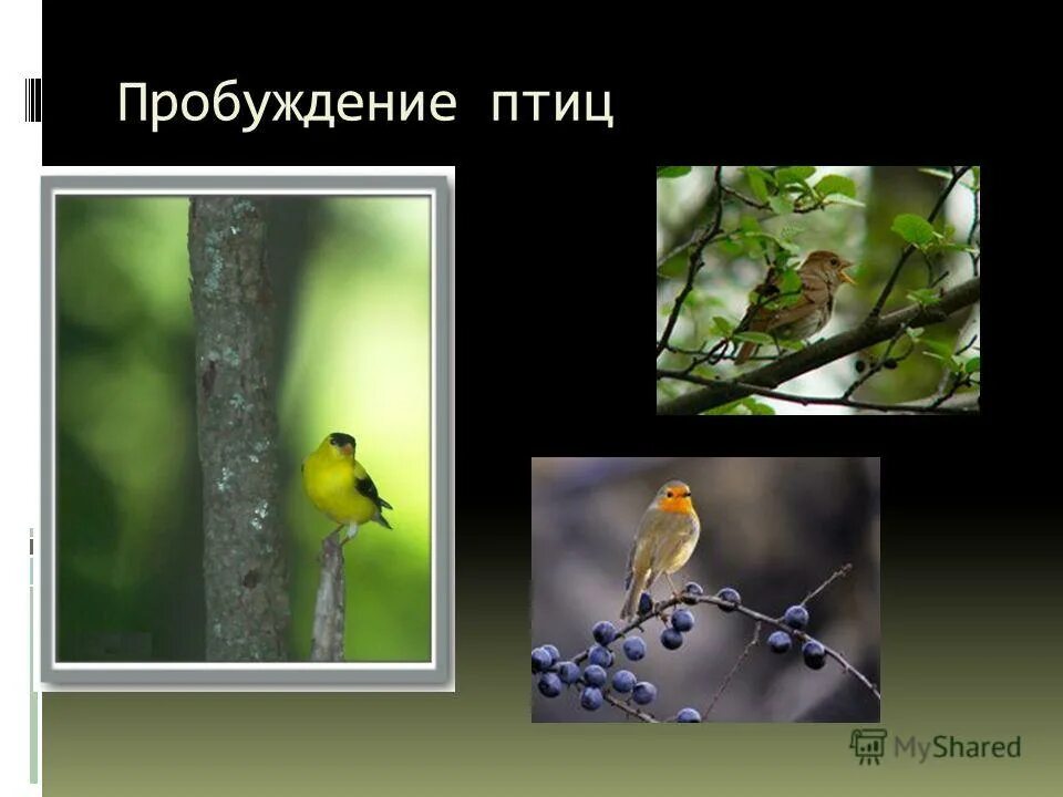 некоторых птиц. некоторых птиц. некоторые птицы. птица поддержания температуры. птицы которые пьют кровь.