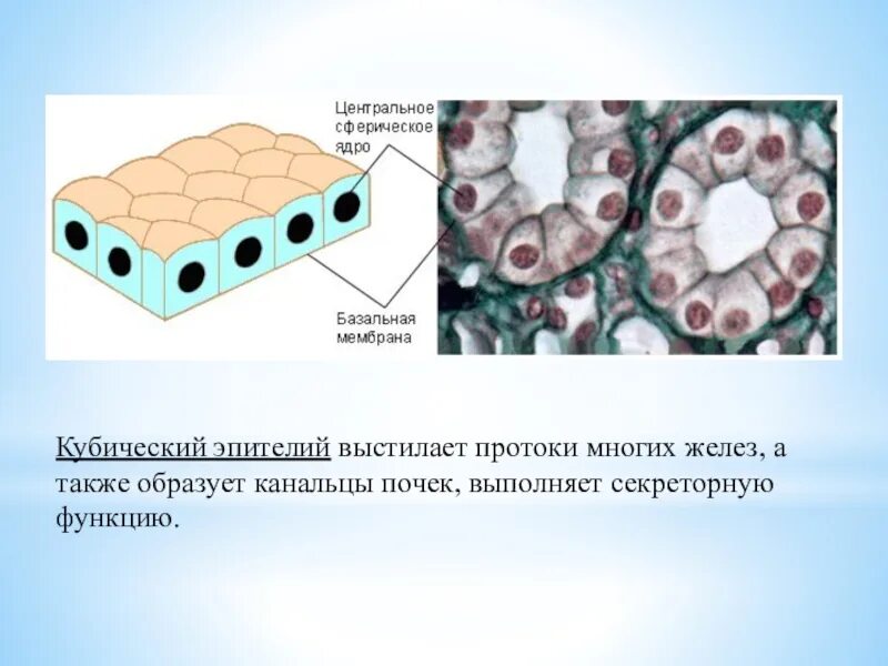 Какая ткань выполняет защитную и секреторную функцию
