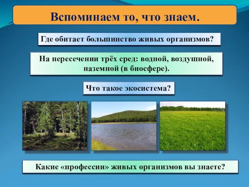 Больше всего живых организмов находится