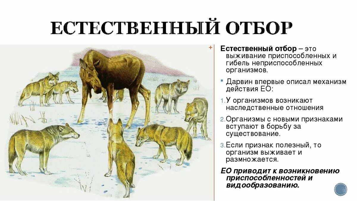 Процесс выживания приспособленных особей