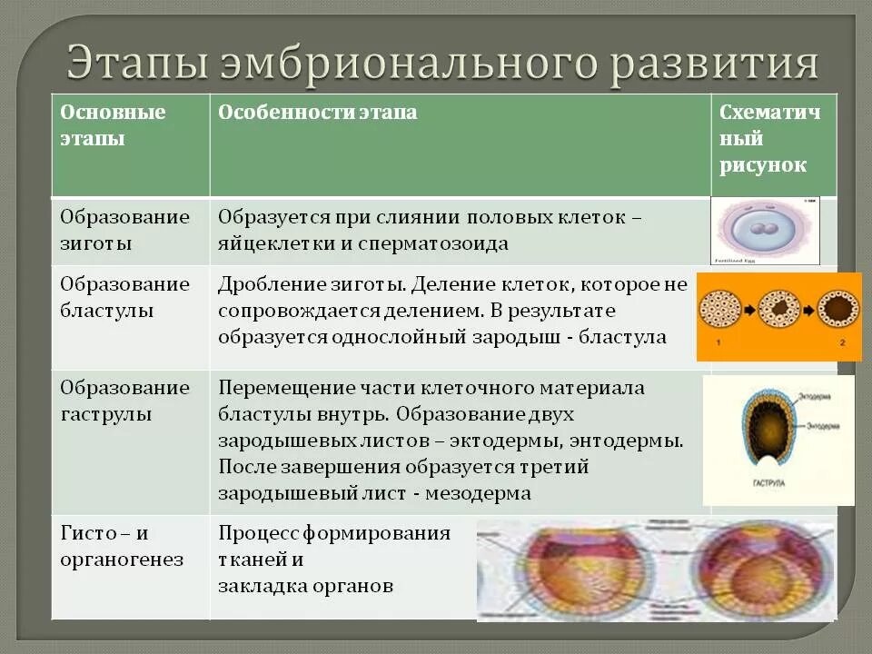 Признаки дифференцировки клеток зародыша появляются