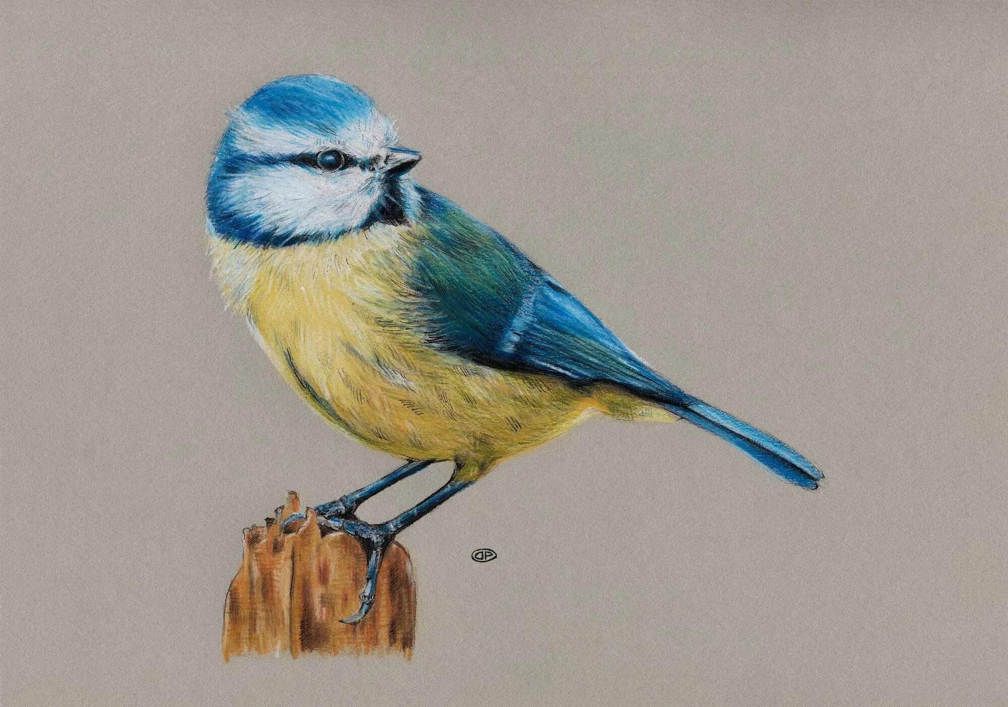 Птица рисунок. Птицы цветными карандашами. Птицы картинки. Зарисовки птиц цветными карандашами.