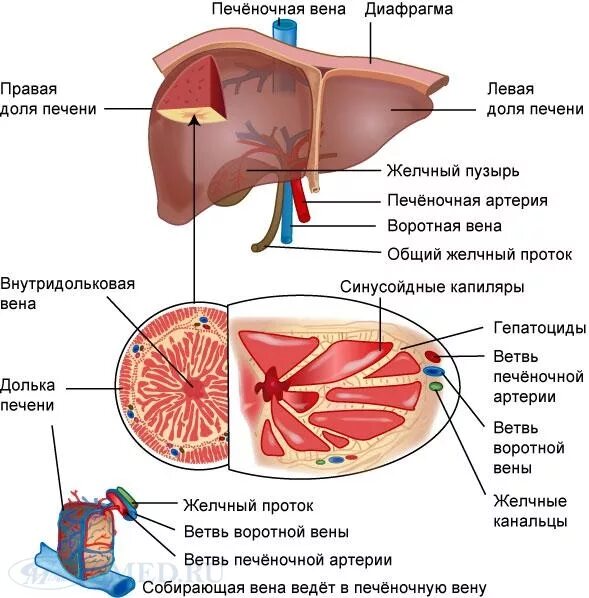 Печень части органа. Внутреннее строение печени анатомия. Внутреннее строение печени схема. Внутренип строение печени схема. Строение печени человека анатомия рисунок.