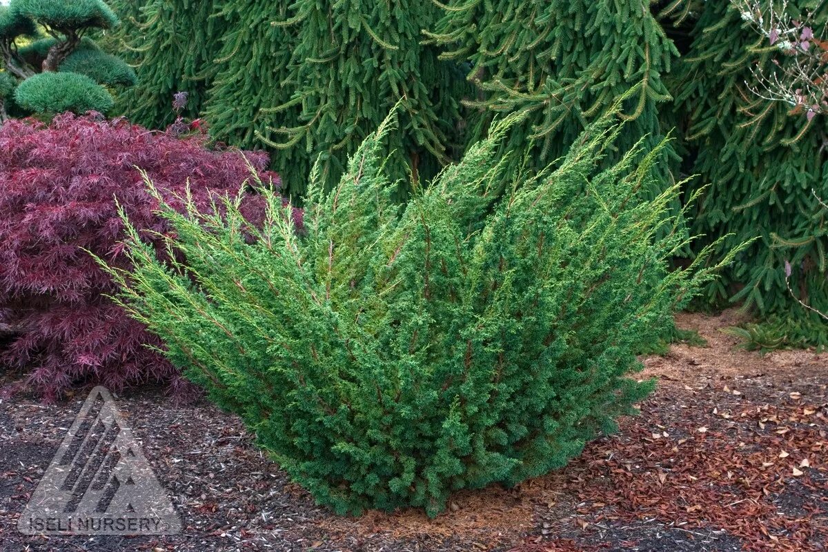 Juniperus chinensis