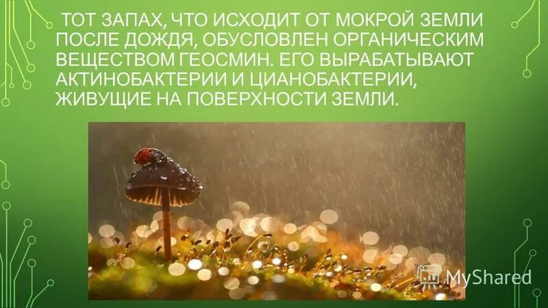 Запах земли после дождя как называется. Люблю запах после дождя. Запах земли после дождя. Люблю запах после дождя. Запах земли после дождя как называется.