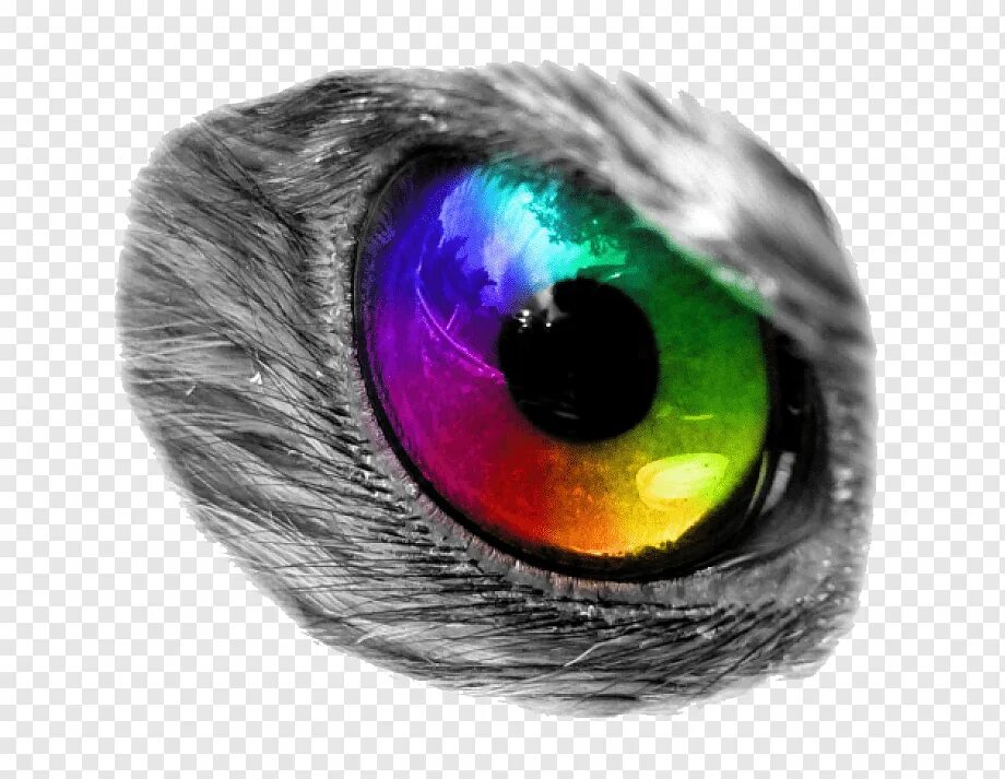 Глаза ребенка. Здоровый глаз человека. Sense eye. Глаза человека крупным планом. Sense eye.
