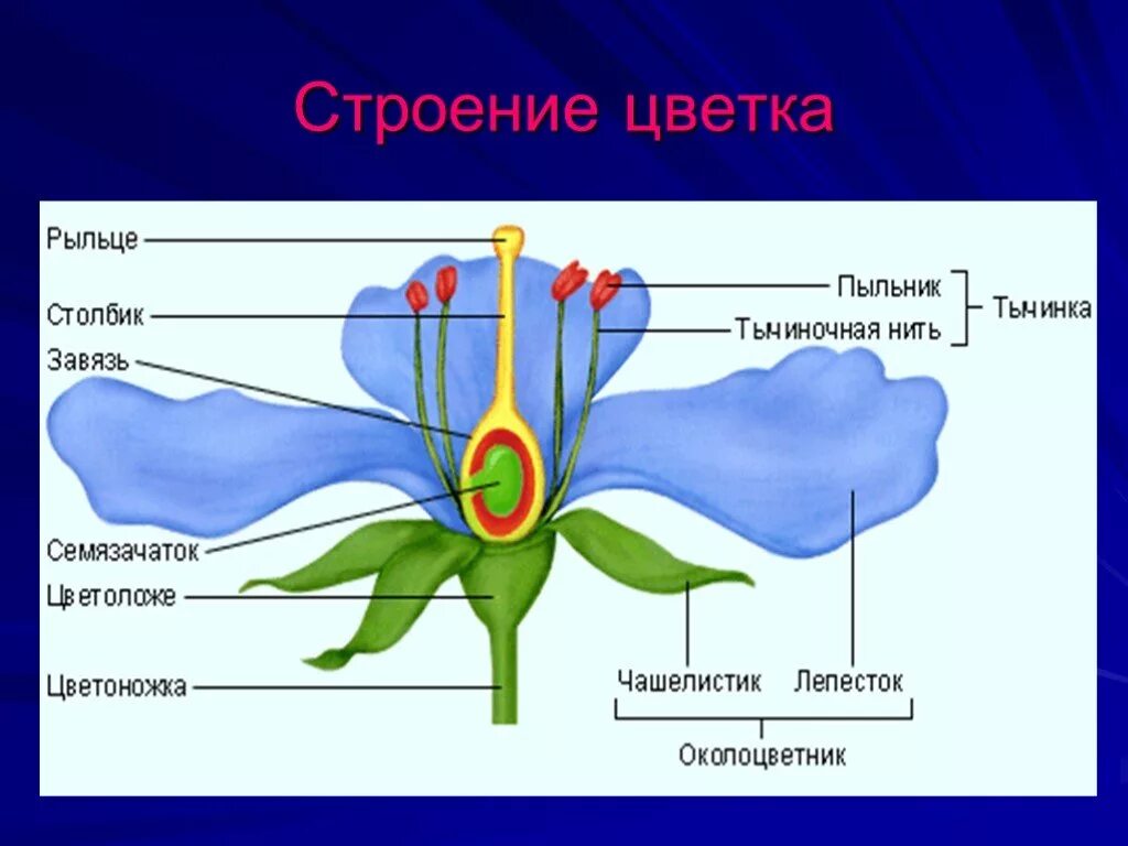 Чашелистик пыльник и завязь на рисунке цветка. Строение цветка лилейных схема. Строение лилии биология. Строение цветка лилейных. Строение цветка лилии.