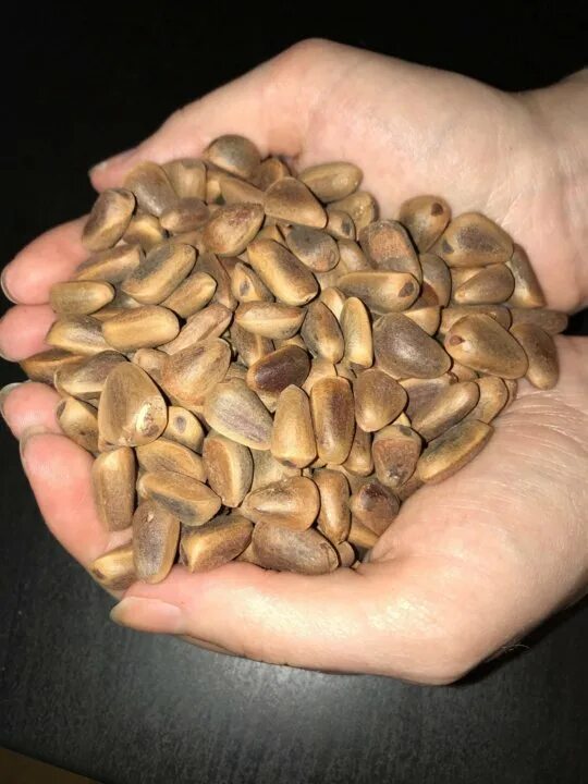 семена хабаровск. кедр дальневосточный орех. магазин семена хабаровск. дальневосточный кедр семена шишки. дерунов семён хабаровск.