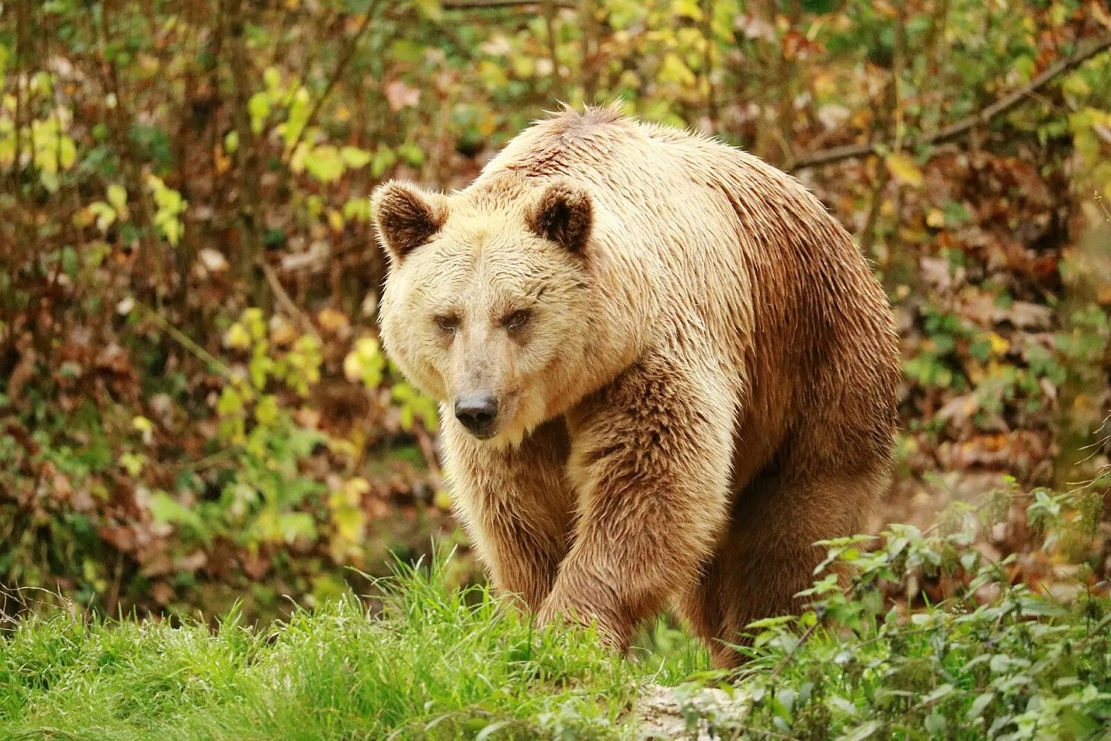 Дикие животные региона. Бурый медведь в Удмуртии. Бурый медведь в Пензенской области. Бурый медведь Нижегородской области. Дикие животные.