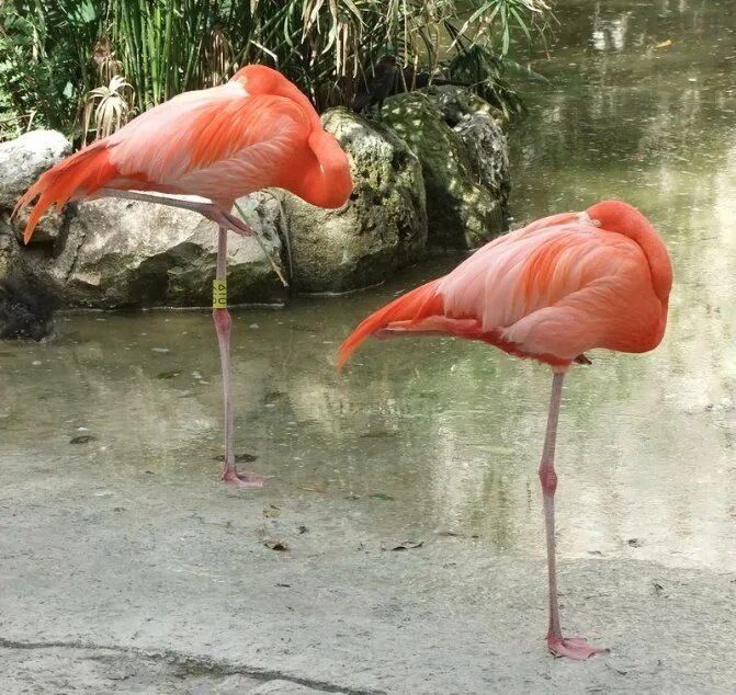 Спящий фламинго. Какие птицы спят стоя. Московский зоопарк птицы фламинго. Птица спит на одной ноге. Фламинго спит.