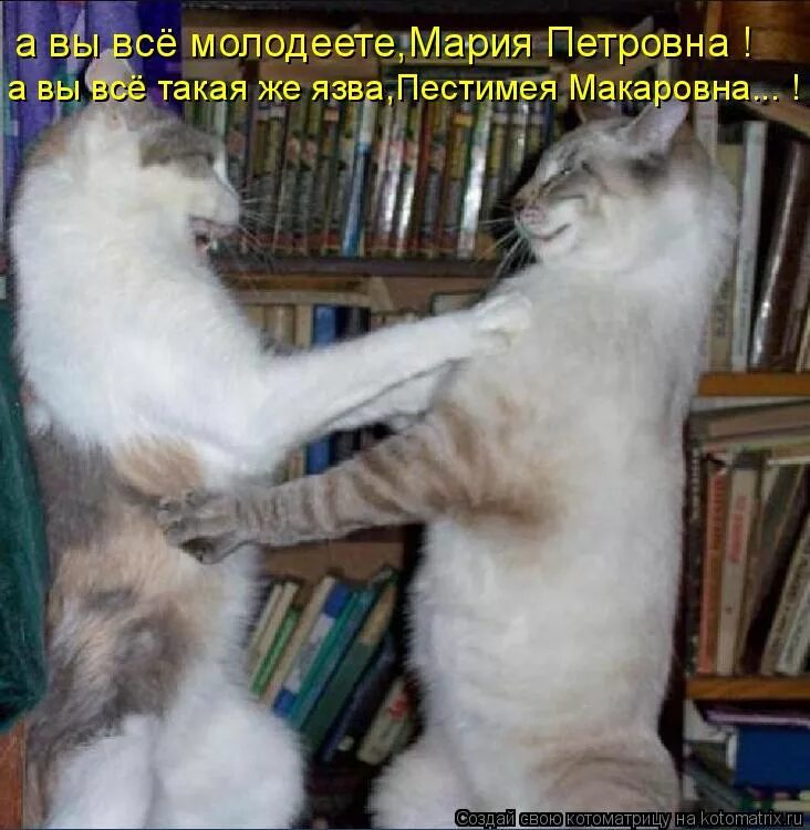 Слушать как давно не виделись. Привет давно не виделись картинки прикольные. давно не виделись прикол. давно не виделись смешная картинка. мурка барсиковна.