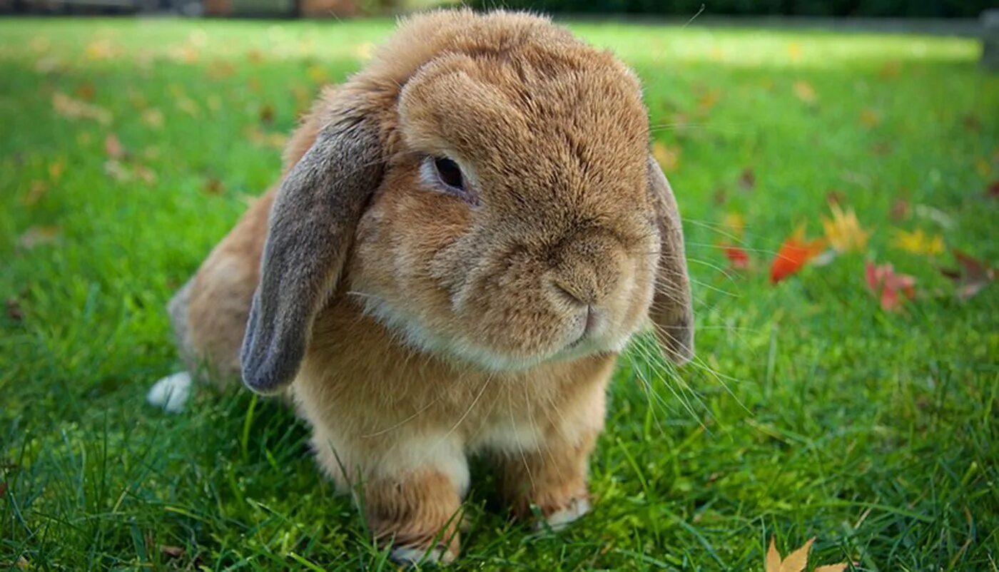 Кролик картинка. Holland lop кролик. Холланд лоп. Mini lop кролик. Раббит кролик.