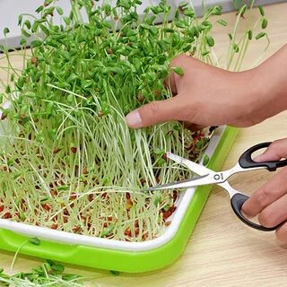 Лотки для микрозелени оптом