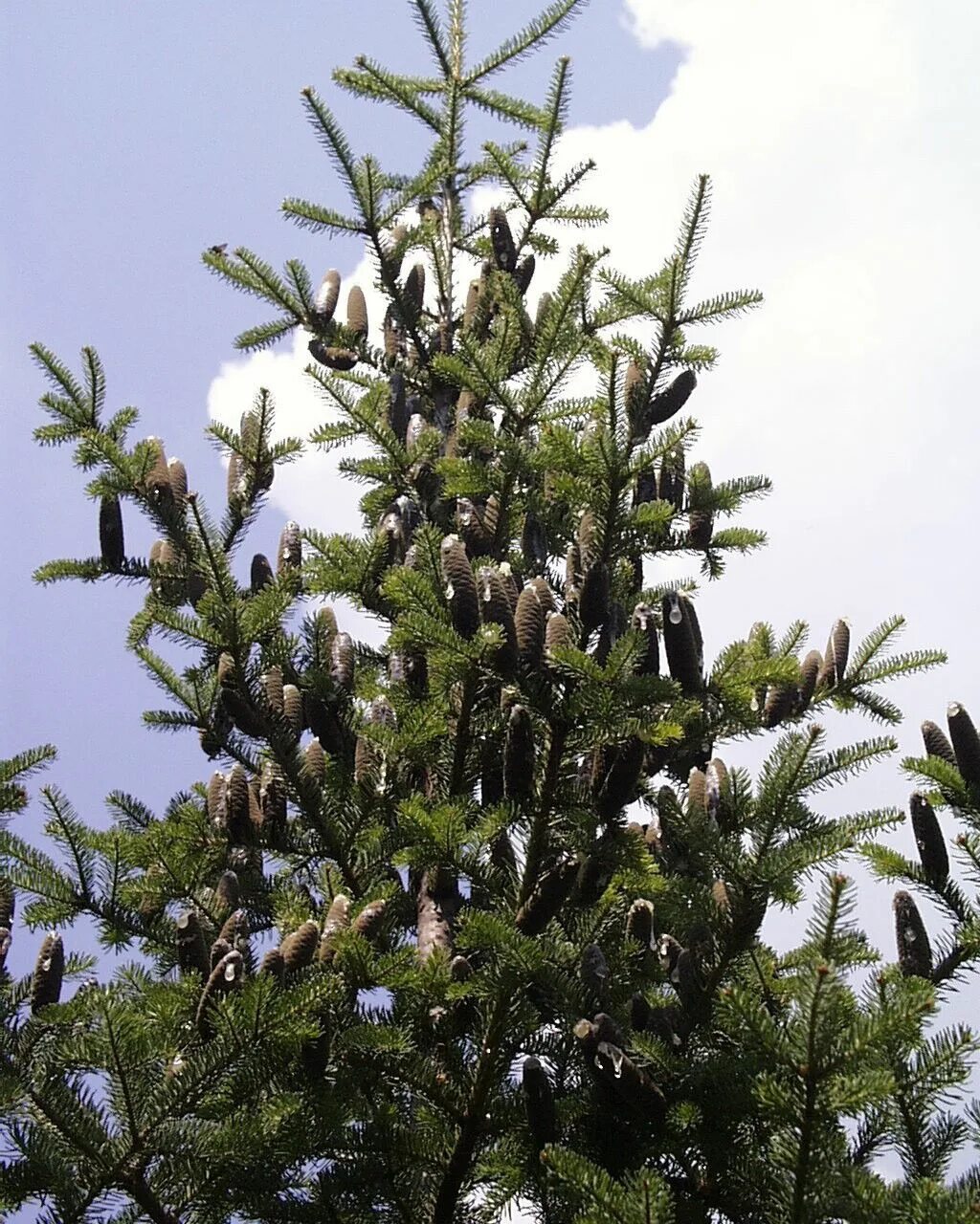 Ели балдели