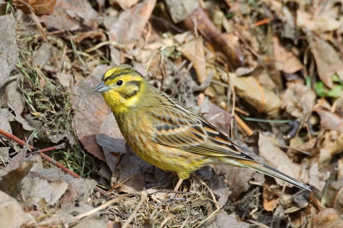 Желтая птица похожая на воробья. Emberiza citrinella. Овсянка обыкновенная птица. Желтогрудая овсянка. Пестрая овсянка.