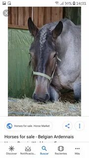 Horse sale