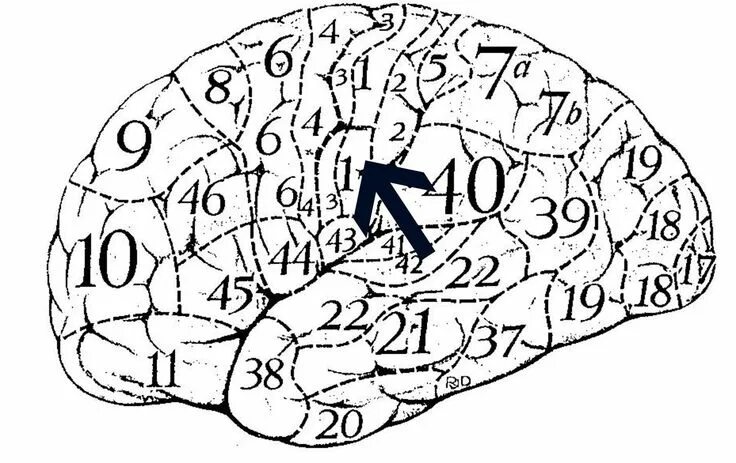 Большие полушария мозга задания. Цитоархитектонические поля Бродмана левое полушарие. Цитоархитектонические поля по Бродману нейропсихология.