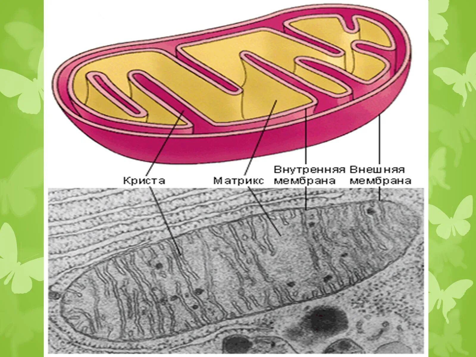 Митохондрии рисунок. Митохондрии рисунок легкий. Митохондрии растительной клетки. Рисунок митохондрии клетки. Митохондрия аэробный