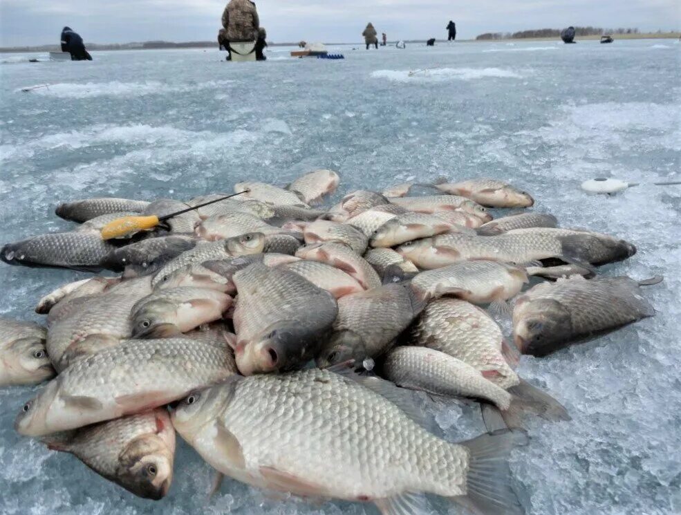 Где зимой карась. Рыбалка на карася зимой. Много рыбы на льду. Улов карася зимой. Улов рыбы.