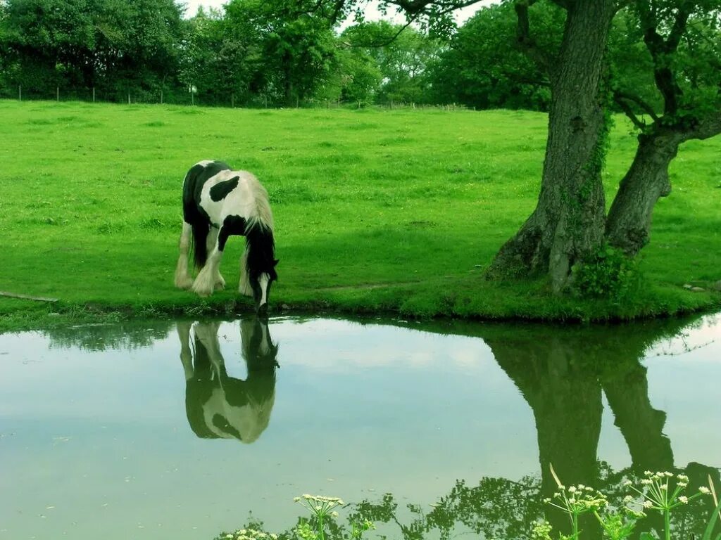 Лошадь пила воду. Конь пьет воду. Лошадь пьет воду. Лошади на водопое. Лошадь пьет воду из реки.