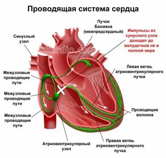 Проводящая система обеспечивает