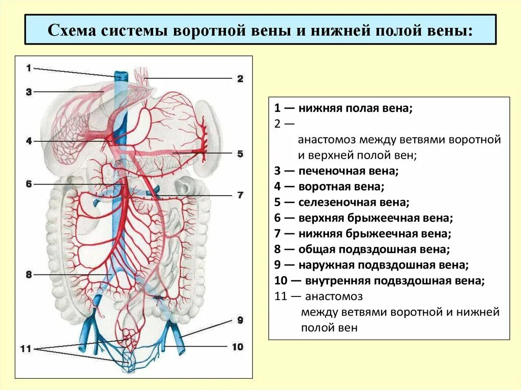 Воротная система печени анатомия. Нижняя брыжеечная Вена анастомозы. Система воротной вены и нижняя полая Вена. Воротная Вена схема. Правая воротная вена