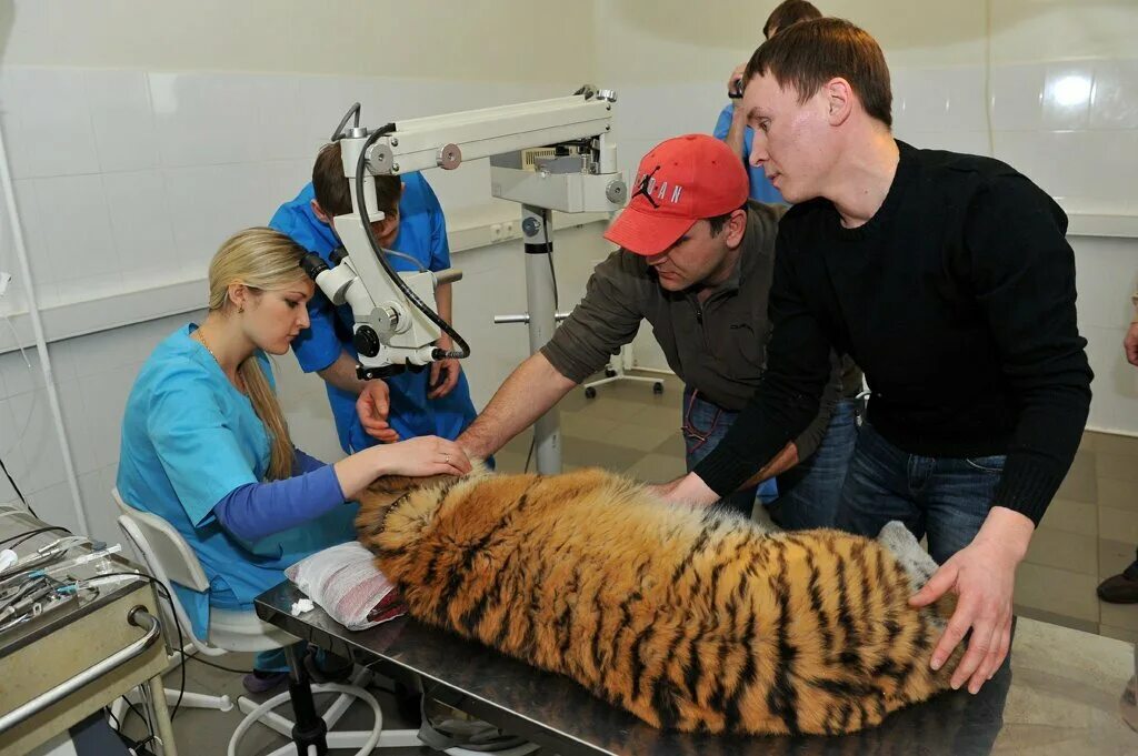 детский парк ветеринарная. наружная реклама для ветклиники. детский парк ветеринарная. детский парк ветеринарная. ветклиника ветка тихорецк.