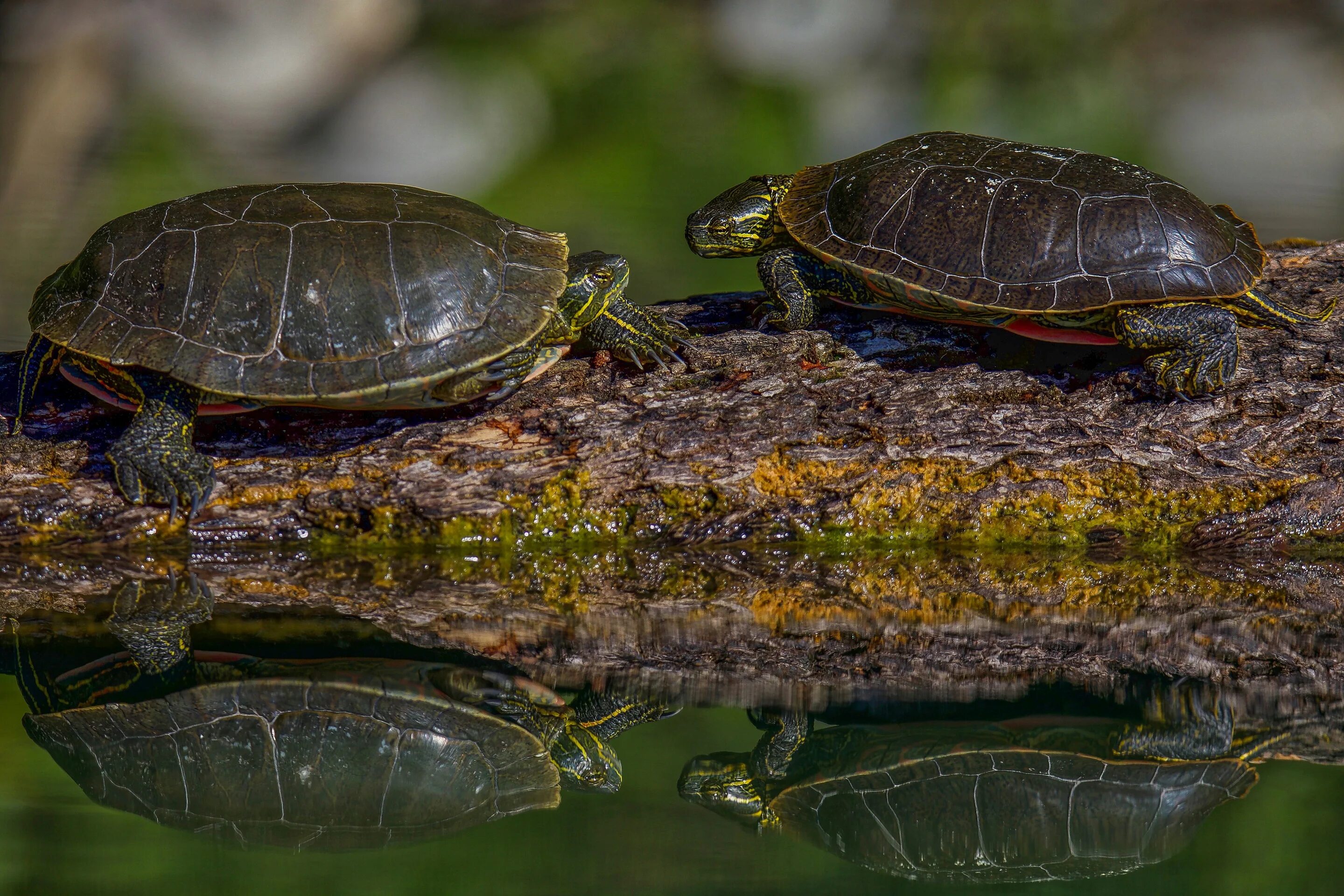 Водные черепахи. Водоемные черепахи. Черепашки в водоемах. Две Черепашки. Черепахи пара